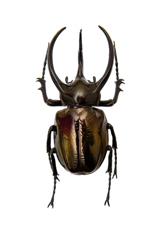 Beetle Chalcosoma Atlasの写真素材