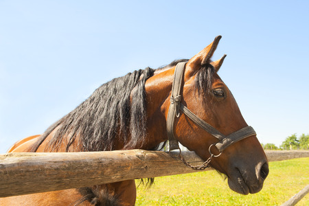 Horseの写真素材