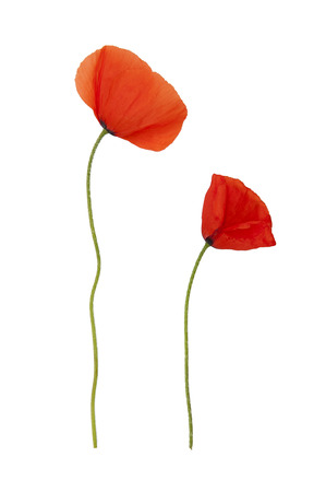 Poppyの写真素材
