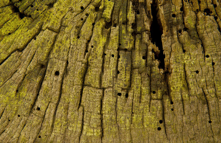 Woodの写真素材