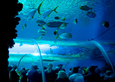 COPENHAGEN, DENMARK - JULY 1  Under water glass tunnel in Blue Planet National Aquarium Denmark on July 1, 2014 in Copenhagenのeditorial素材