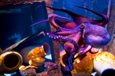 COPENHAGEN, DENMARK - JULY 1  Octopus in Blue Planet National Aquarium Denmark on July 1, 2014 in Copenhagenのeditorial素材