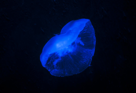 Close up of the jellyfishの写真素材