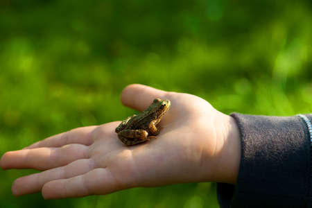 Frog on the kid handの写真素材