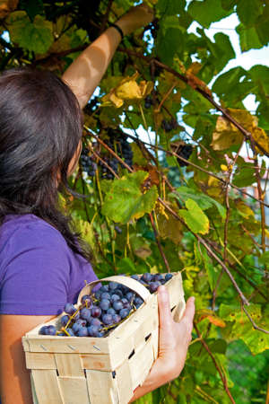 Young girl picking fresh grapesの写真素材