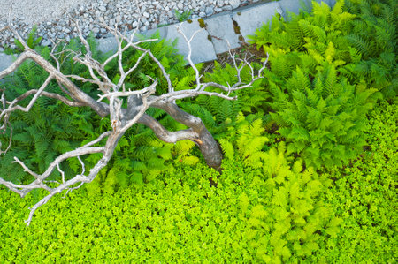 Abstract background with green ferns, dry tree and stone surfaceの写真素材