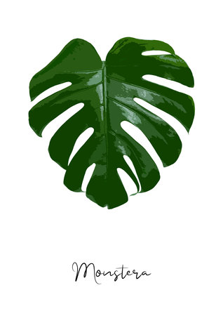 Decorative monstera leaf isolated on white background poster vector illustrationのイラスト素材