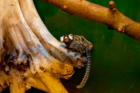 Monkey called common marmoset or white-tufted-ear marmoset or white-tufted marmoset (Callithrix jacchus). It is a New World monkey found in the tropical regions of Mexico, Centralの写真素材