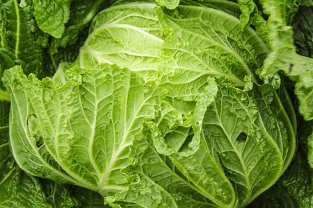 cabbageの写真素材