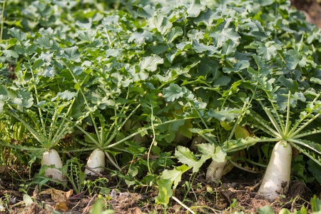 Daikon radishes on field backgroundの写真素材