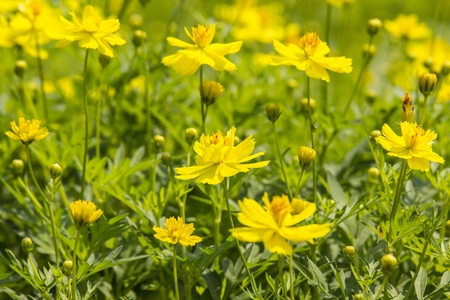 cosmos flower in gardenの写真素材