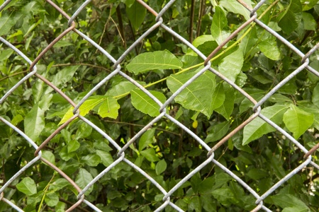 Fence with greeness backgroundの写真素材