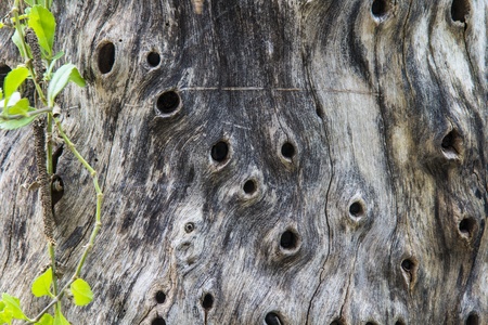 Nature wooden texture backgroundの写真素材