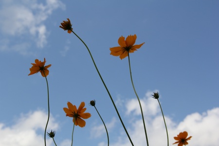 Cosmos flower on sky backgroundの写真素材