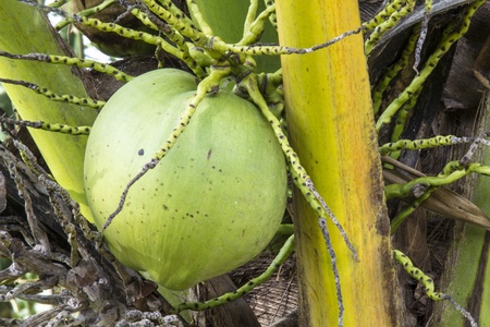 Coconut trees in fruit, Thailandの写真素材
