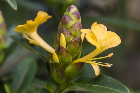 Barleria lupulina Lindl flower   ACANTHACEAEの写真素材