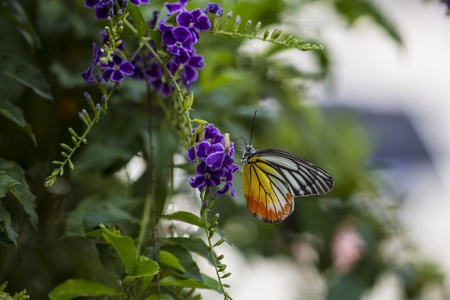 Butterfly hanging on a violet flowerの写真素材