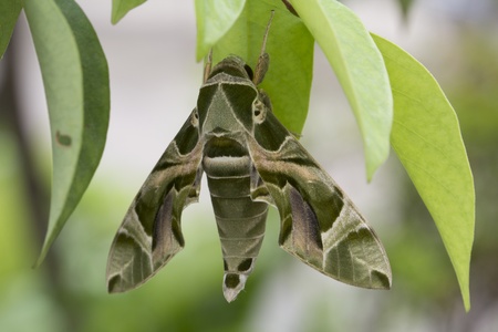 Daphnis nerii Linneaus, Sphingidue familyの写真素材