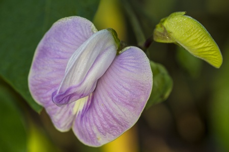 Canavalia rosea, Botanical Name Canavalia rosea  Sw   DC の写真素材