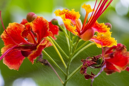 caesalpinia pulcherrima    Linn   Swartz CAESALPINIACEAEの写真素材