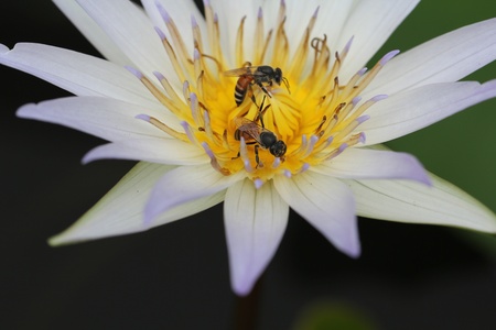 water lily or lotus flowerの写真素材