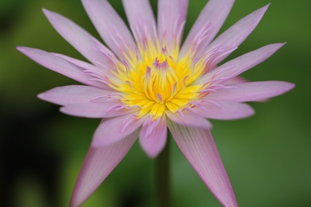 water lily or lotus flowerの写真素材