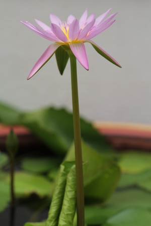water lily or lotus flowerの写真素材