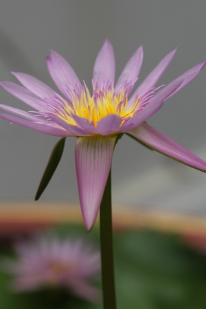 water lily or lotus flowerの写真素材