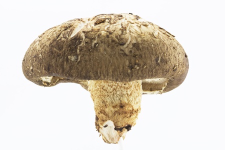 shiitake on isolated white backgroundの写真素材