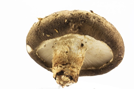 shiitake on isolated white backgroundの写真素材