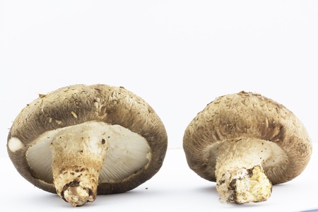 shiitake on isolated white backgroundの写真素材