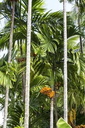 Betel Nut treeの写真素材