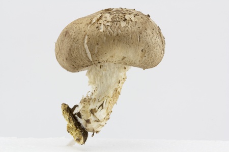shiitake on isolated white backgroundの写真素材