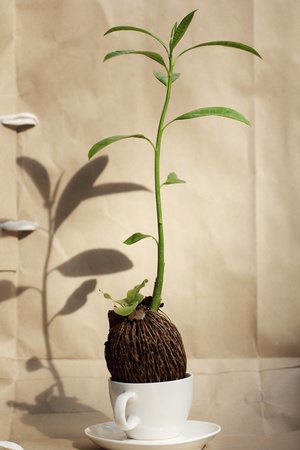 tree in a coffee cup and brown paper background-save earth conceptの写真素材
