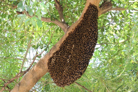 swarm of bees on the treeの写真素材