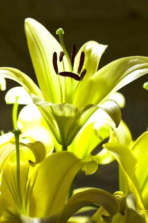 Lily flower - purity and refined beautyの写真素材