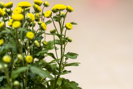 Chrysanthemum flowersの写真素材