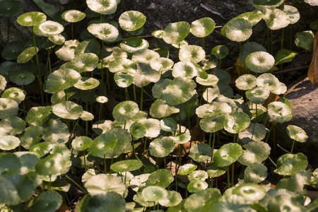 Centella asiaticaの写真素材