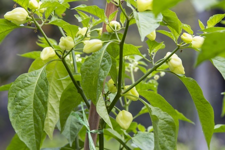 Sweet Pepper, Bell Pepper, Capcicum,の写真素材