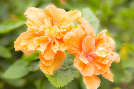 Shoe flower, Hibiscus sosa chinensis, Chinese Roseの写真素材