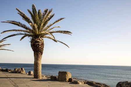 Palm tree and clear blue skyの写真素材