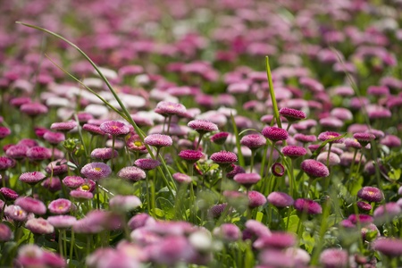 Bellis perennis Linneの写真素材