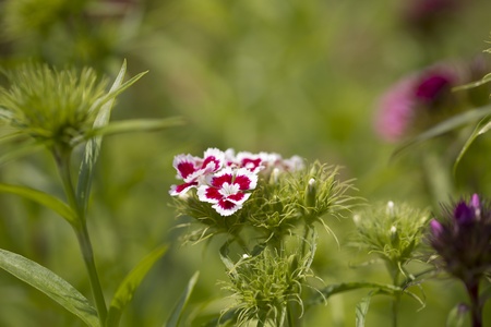 Dianthus chinensis Linneの写真素材