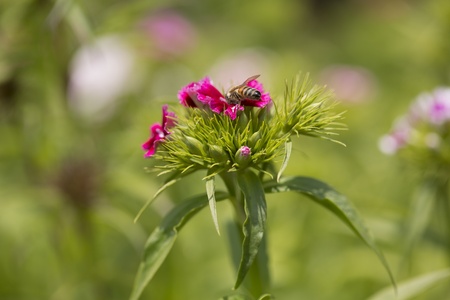 Dianthus chinensis Linneの写真素材