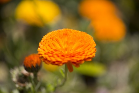 Marigold flowerの写真素材