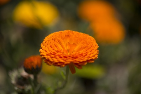 Marigold flowerの写真素材