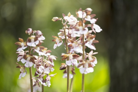 Calanthe discolor Lindl.の写真素材