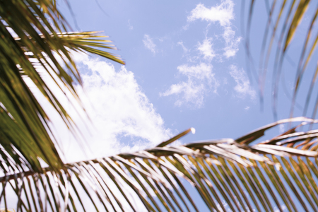 White clouds focused in background and blurred coconuts palm trees leaves, tropical sky in summer.の写真素材