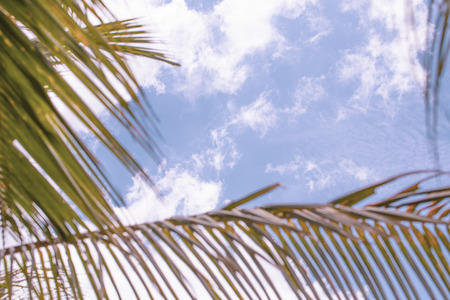 White clouds focused in background and blurred coconuts palm trees leaves, tropical sky in summer.の写真素材