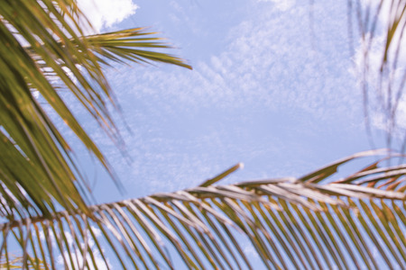 White clouds focused in background and blurred coconuts palm trees leaves, tropical sky in summer.の写真素材